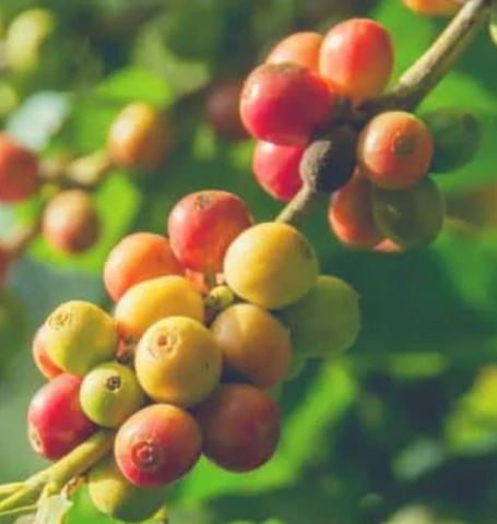 Costa Willow Peaberry LIMITED OFFERING