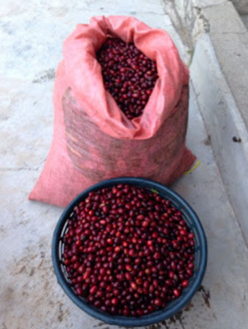 Guatemala Huehuetenango Catuai Caturra