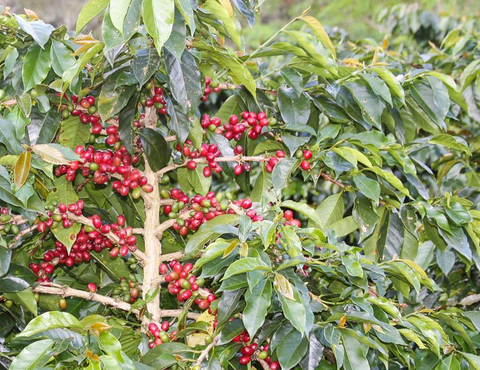 Kenya Nyeri Karatina