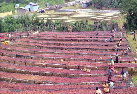 Ethiopia Yirgacheffe - Aricha