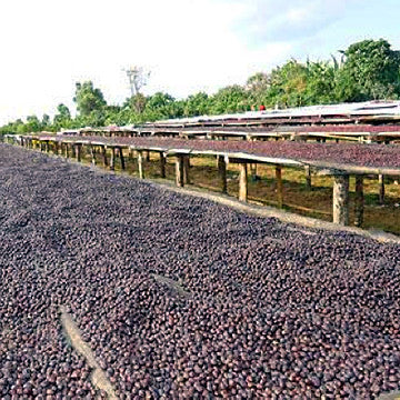 Ethiopia Yirgacheffe Wote Konga