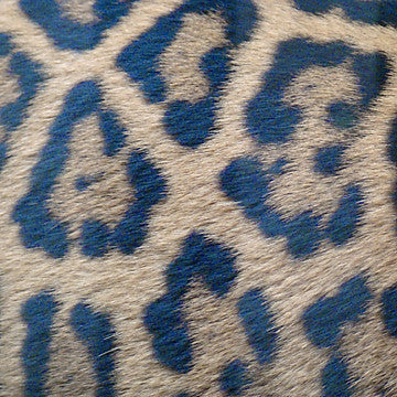 Blue Jaguar Espresso